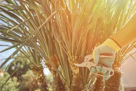 This video is about rooting process of yucca plants into water. How Much Water Does A Yucca Plant Need Garden Tabs
