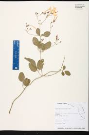 Image result for Jasminum fluminense