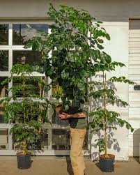 Image result for Centrostachys aquatica