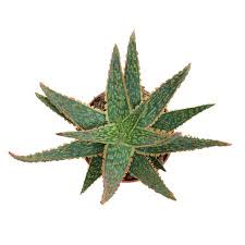 Image result for Aloe zebrina