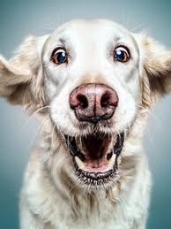 Pin By Radka On My Beautiful Pets Funny Dog Faces Animals Beautiful Dog Face