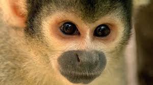 Losing your pet monkey due to laws can be traumatic for primate monkeys and their owners because they get bonded to the social playmates. Monkeys Could Be Banned As Pets Says Government Bbc News