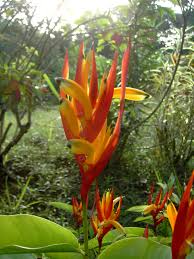 Since the year 1884, the plant started to disappear in canary island and cape verde island and hence, deemed vulnerable and protected by law. Heliconia Psittacorum Wikipedia
