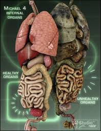 Image result for internal organs