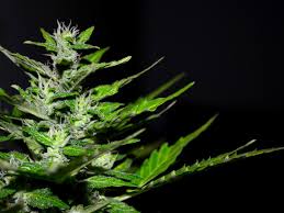 Buy brokerage withdrawal certificate for just $500. Buying Ripple On Td Ameritrade Companies Processing Hemp Stock Discovery Optometry