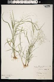 Image result for Sporobolus tenuissimus