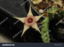 Image result for Huernia procumbens