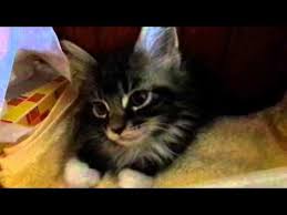 Pin On Maine Coon Cats