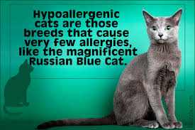 Maybe you would like to learn more about one of these? Cat Breeds For People With Allergies Beattie Pet Hospital