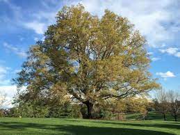 Plant a few of these trees and you'll have a lush living fence in just a few years. 10 Fast Growing Oak Trees To Consider Gardening Channel