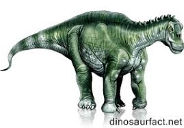 Image result for Brachystephanus