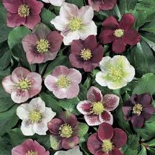 Maybe you would like to learn more about one of these? Royal Heritage Strain Lenten Rose A Gardener S Dream Plant Very Permanent Very Low Maintenance Ver Lenten Rose Shade Loving Perennials Shade Perennials