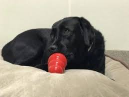 All of which makes it even more surprising that dubious origins of some of the chews. Four Safe And Healthy Alternatives To Rawhide Chews For Dogs