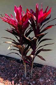 Check spelling or type a new query. Learn Cordyline Red Sister Plant Care