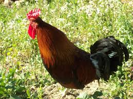 The sicilian buttercup is a breed of domestic chicken originating from the island of sicily. Siciliana Chicken Wikipedia