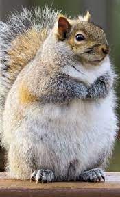 Pin On Dads Squirrels