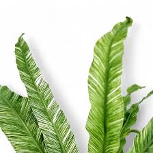 Image result for Asplenium goetzei