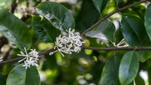 Image result for Pleiocarpa