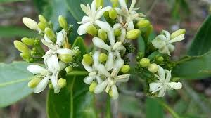 Image result for Coptosperma rhodesiacum