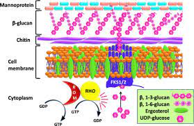 Every plant cell has a cell wall layer which is a major distinguishing factor between a plant cell and an animal cell. Fungal Cell Wall An Overview Sciencedirect Topics