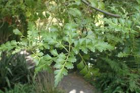 Image result for Phyllocladus trichomanoides