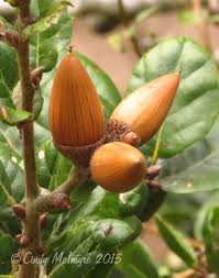 However, acorns or young seedlings, rather than saplings, are usually planted in restoration projects. October Birds California Coast Cindy Mcintyre S Blog
