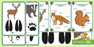 Avem o tara cu numeroase animale salbatice la campie, munte sau mare. Activitate Urme In PÄƒdure Pachet Cu Resurse