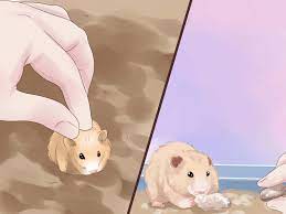 How To Care For Hamster Babies Cute Hamsters Animal Room Hamster