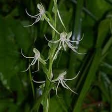 Image result for Habenaria cirrhata