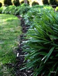 How To Grow Mondo Grass Hunker Mondo Grass Dwarf Mondo Grass Mondo Grass Landscaping