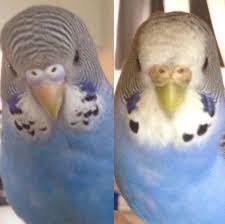 However this is a trait that is usually associated with males. Pets For Children Budgies