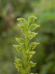 Image result for Habenaria peristyloides