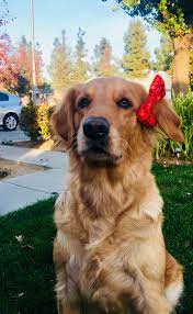 Spring 2022 and future litters. Central California Goldens Home Facebook