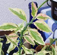 熱帯植物とは 代表的な品種と特徴をご紹介 自宅栽培でのオススメは 熱帯植物 栽培 観葉植物