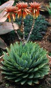 Image result for Aloe plowesii