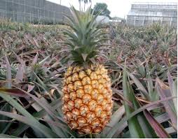 Showcase your interests with a pineapple credit card wallet or metal cigarette case personalized just for you. All You Need To Know About Pineapples In Taiwan Taiwan News 2021 05 03 20 21 00