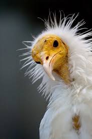 Doodles are simple drawings that can have concrete representational meaning or may just be composed of random and. Egyptian Vulture By Dakrunt Pretty Birds Beautiful Birds Pet Birds