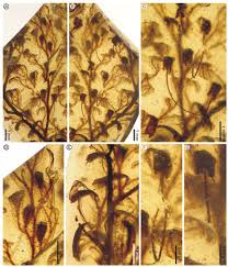 Image result for Polyphlebium borbonicum