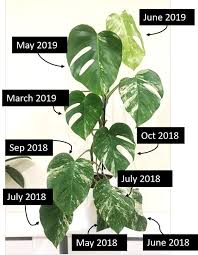 Pin On House Plants Nonhardy Plants