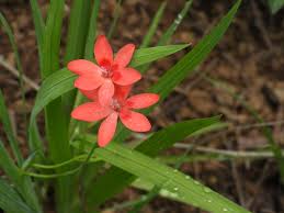 Image result for Freesia laxa