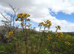 Senecio canchahuinganquensis