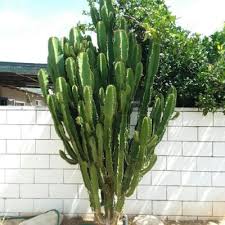 Image result for Euphorbia ingens