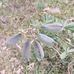 Image result for Crotalaria polytricha