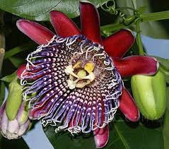 Passiflora Passion Flower Giant Quadrangularis Grenadilla Vine Seeds Fragrant Perennial Edible Fruit Passion Flower Plant Passion Flower Flowering Vines