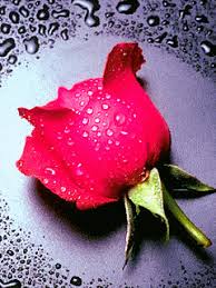 The best gifs are on giphy. Rose Gif Download Share On Phoneky