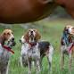 Hound Exercise  — The Norfolk Hunt Club event in Medfield, MA