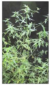 Image result for Dicliptera paniculata