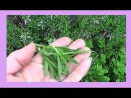 Lavender Leaves Harvesting Preserving And Uses Youtube Lavender Leaves What To Do With Lavender Leaves Lavender Leaves Uses
