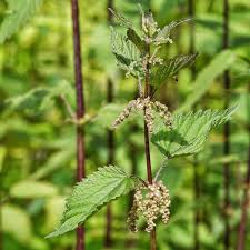 Image result for Urticaceae