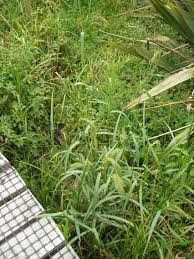 Image result for Echinochloa crus-pavonis